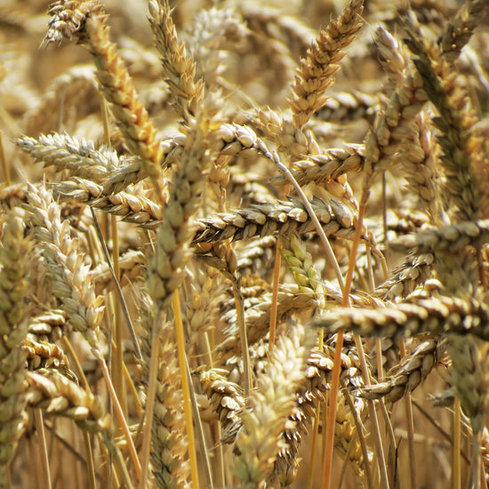 Malt d'orge